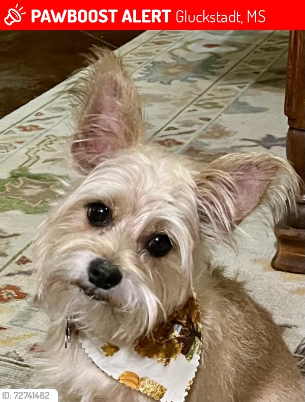 Lost Male Dog last seen Germantown Subdivision , Gluckstadt, MS 39110