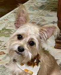 Lost Male Dog last seen Germantown Subdivision , Gluckstadt, MS 39110