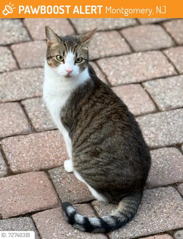 Found/Stray Female Cat last seen Near Pike Run, Montgomery, NJ 08502