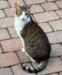 Found/Stray Female Cat last seen Near Pike Run, Montgomery, NJ 08502