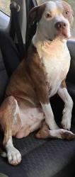 Lost Male Dog last seen hwy 76 fairvie church rd kinards sc, Kinards, SC 29355