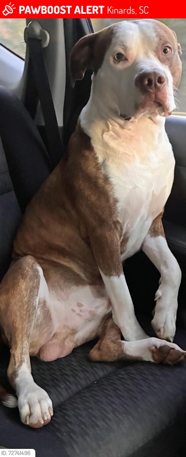 Lost Male Dog last seen hwy 76 fairvie church rd kinards sc, Kinards, SC 29355