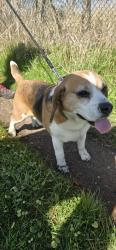 Found/Stray Male Dog last seen Radcliffe, between drinkwater park and clifton, Radcliffe, England 