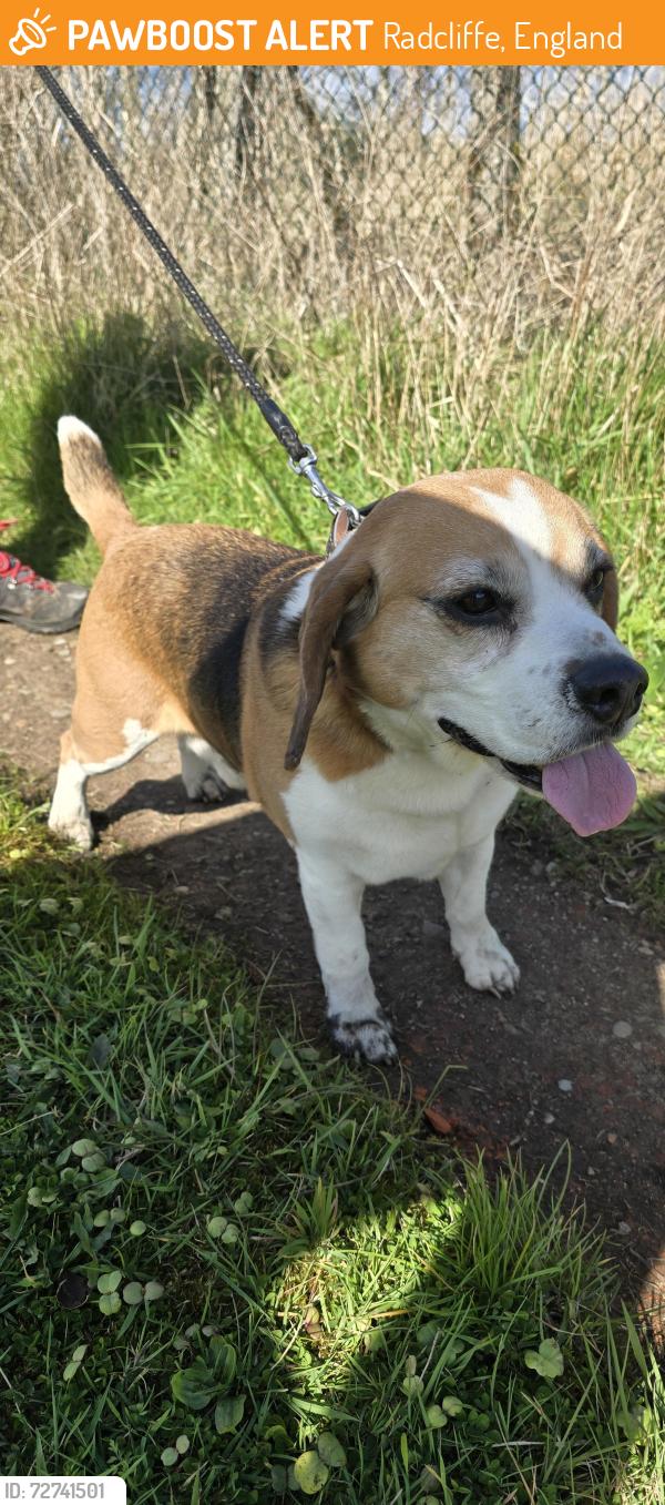 Found/Stray Male Dog last seen Radcliffe, between drinkwater park and clifton, Radcliffe, England 