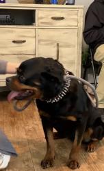 Found/Stray Female Dog last seen German church in Prospect, Indianapolis, IN 46229