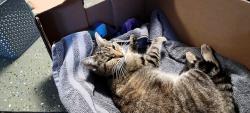 Found/Stray Female Cat last seen Patrician, Riverchase, FL 34655