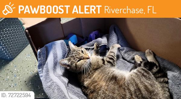 Found/Stray Female Cat last seen Patrician, Riverchase, FL 34655