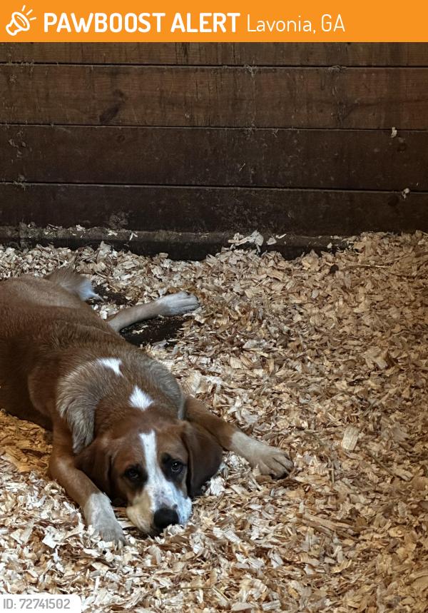 Found/Stray Female Dog last seen Interstate heading North in the median towards Hartwell GA, Lavonia, GA 30553