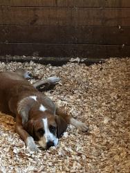 Found/Stray Female Dog last seen Interstate heading North in the median towards Hartwell GA, Lavonia, GA 30553
