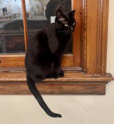 Lost Female Cat last seen Bella Vista Place in Walnut Hills , Cincinnati, OH 45206