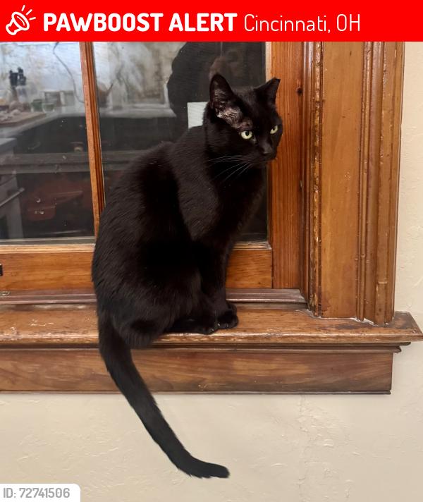 Lost Female Cat last seen Bella Vista Place in Walnut Hills , Cincinnati, OH 45206
