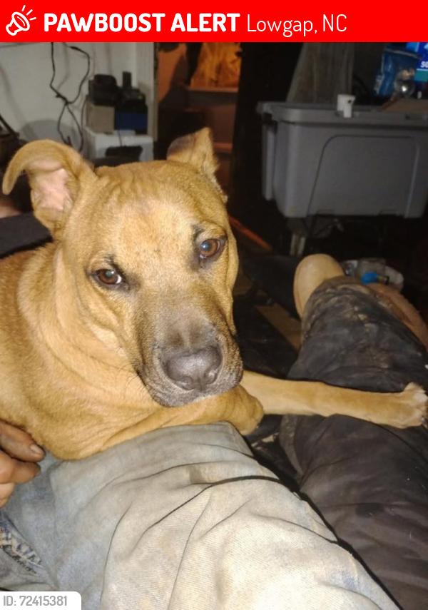 Lost Male Dog last seen Casper Stewart rd lowgap nc, Lowgap, NC 27024