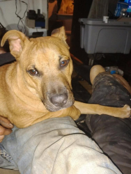 Lost Male Dog last seen Casper Stewart rd lowgap nc, Lowgap, NC 27024