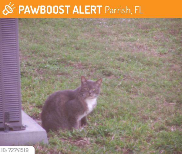Found/Stray Unknown Cat last seen Near and Palm Blvd, Parrish, FL 34219