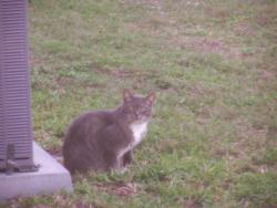 Found/Stray Unknown Cat last seen Near and Palm Blvd, Parrish, FL 34219