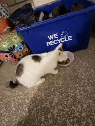 Found/Stray Unknown Cat last seen Deerpath Ct, Tomball, TX 77375