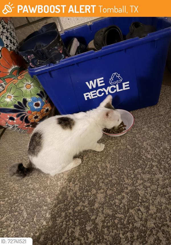 Found/Stray Unknown Cat last seen Deerpath Ct, Tomball, TX 77375