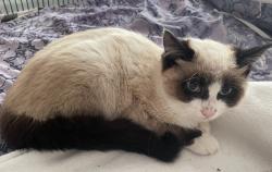 Lost Female Cat last seen Gaven near Merrill st , San Francisco, CA 94134