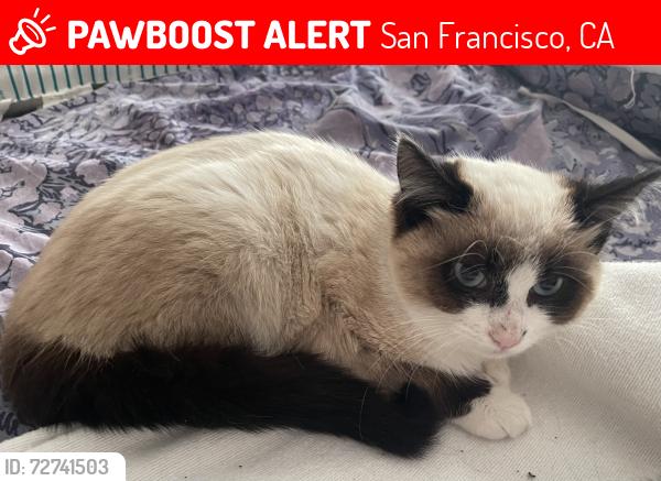 Lost Female Cat last seen Gaven near Merrill st , San Francisco, CA 94134