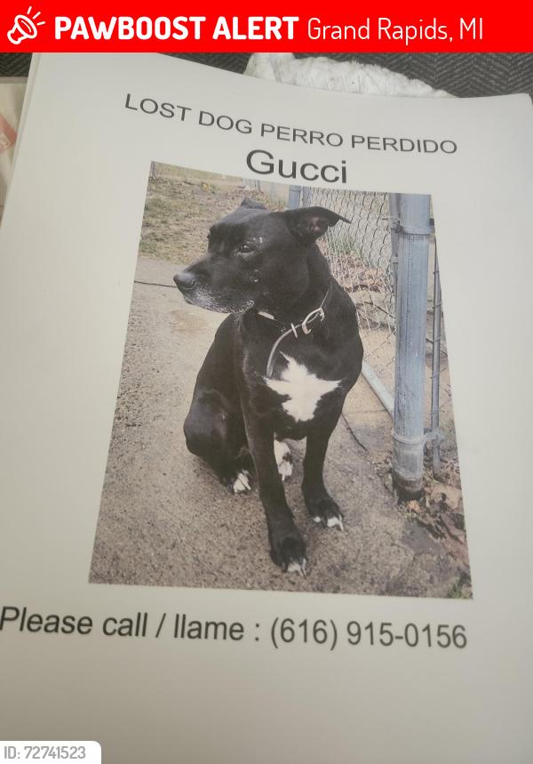 Lost Male Dog last seen Near caulfield Ave sw , Grand Rapids, MI 49503
