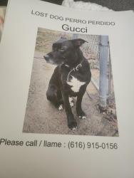 Lost Male Dog last seen Near caulfield Ave sw , Grand Rapids, MI 49503