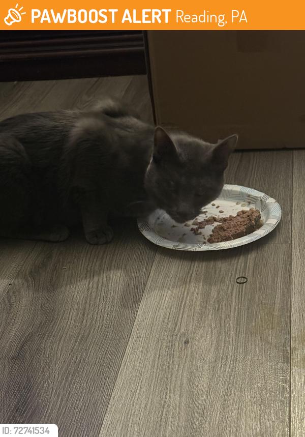 Found/Stray Male Other last seen Windsor , Reading, PA 19601