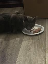 Found/Stray Male Other last seen Windsor , Reading, PA 19601