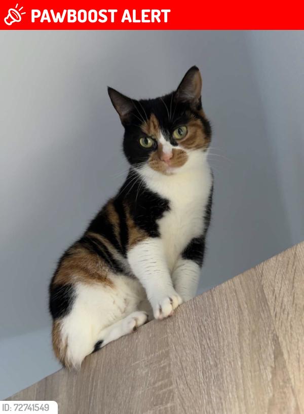 Lost Female Cat last seen Spotted around the road heading towards warlingham, South Croydon, England 