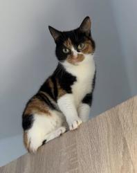 Lost Female Cat last seen Spotted around the road heading towards warlingham, South Croydon, England 