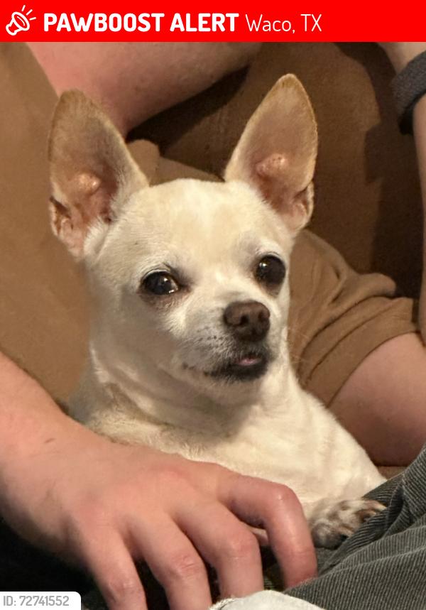 Lost Male Dog last seen Near monte vista waco , Waco, TX 76711