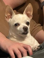Lost Male Dog last seen Near monte vista waco , Waco, TX 76711