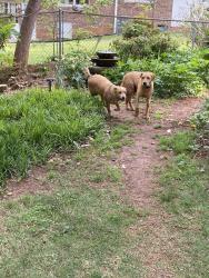 Found/Stray Unknown Dog last seen Davis ests/Julia Ann Cir, Athens, GA 30606