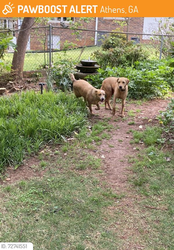 Found/Stray Unknown Dog last seen Davis ests/Julia Ann Cir, Athens, GA 30606