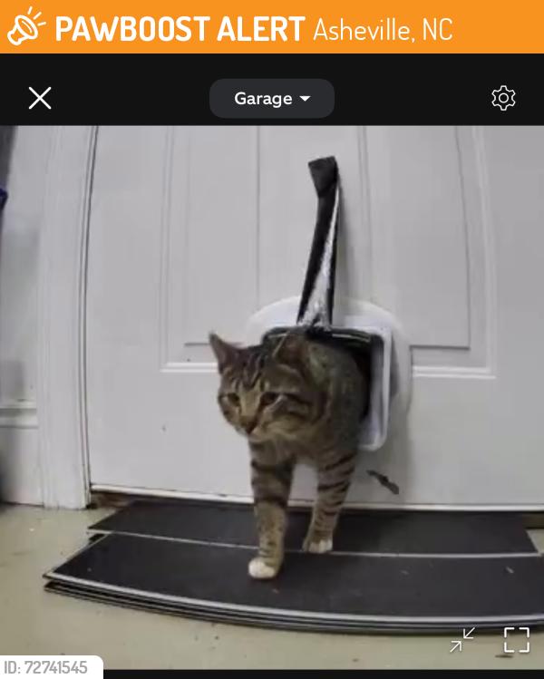 Found/Stray Male Cat last seen Biltmore Park Braeside section, Asheville, NC 28803