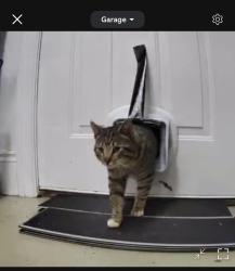 Found/Stray Male Cat last seen Biltmore Park Braeside section, Asheville, NC 28803