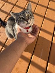 Found/Stray Unknown Cat last seen 8 mile and Livernois , Detroit, MI 48234