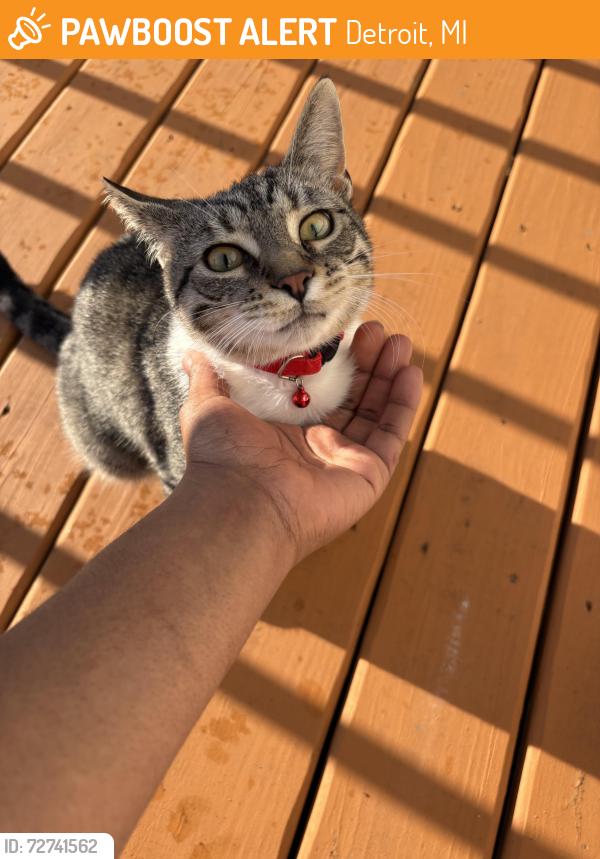 Found/Stray Unknown Cat last seen 8 mile and Livernois , Detroit, MI 48234