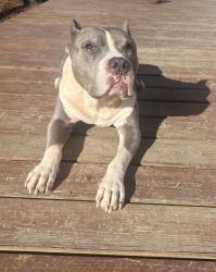 Lost Male Dog last seen Chattanooga Rd, Cohutta Ga , Cohutta, GA 30710