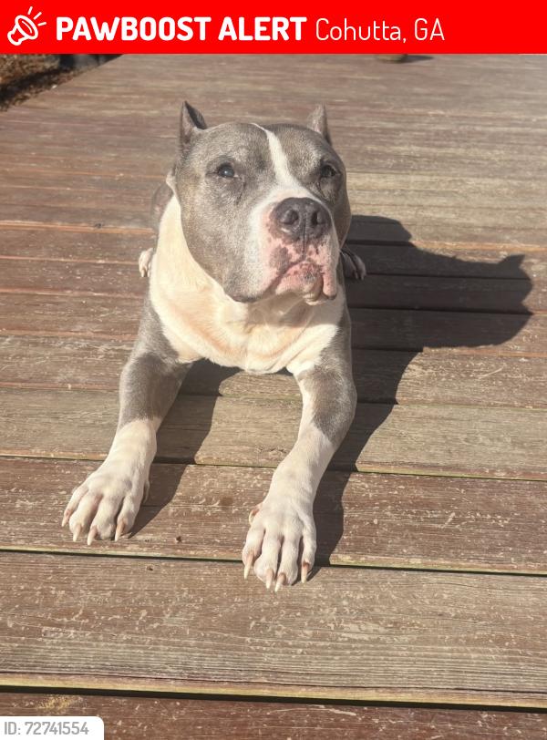 Lost Male Dog last seen Chattanooga Rd, Cohutta Ga , Cohutta, GA 30710