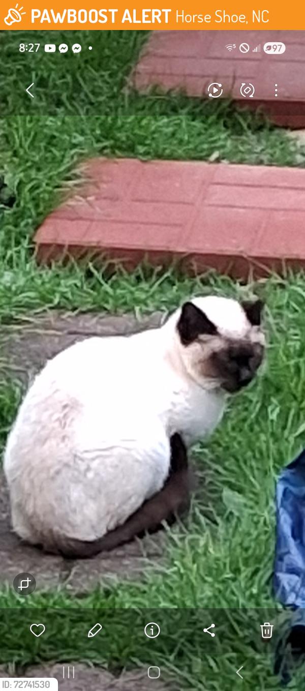 Found/Stray Unknown Cat last seen Near carz, Horse Shoe, NC 28791