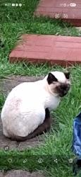 Found/Stray Unknown Cat last seen Near carz, Horse Shoe, NC 28791