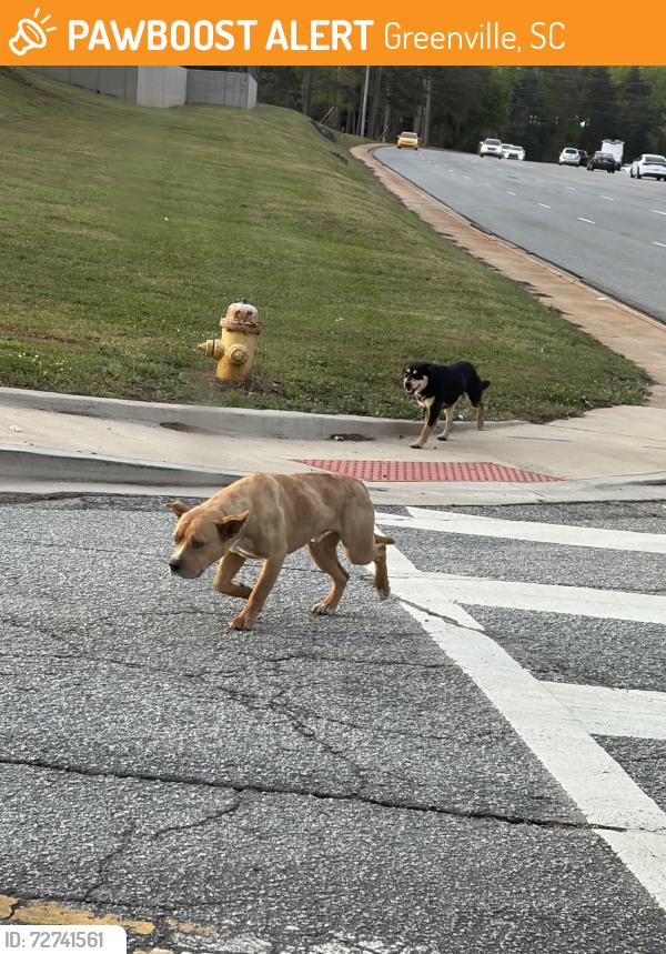 Found/Stray Unknown Dog last seen South Pleasantburg Dr., Greenville, SC 29607