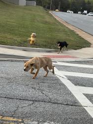 Found/Stray Unknown Dog last seen South Pleasantburg Dr., Greenville, SC 29607