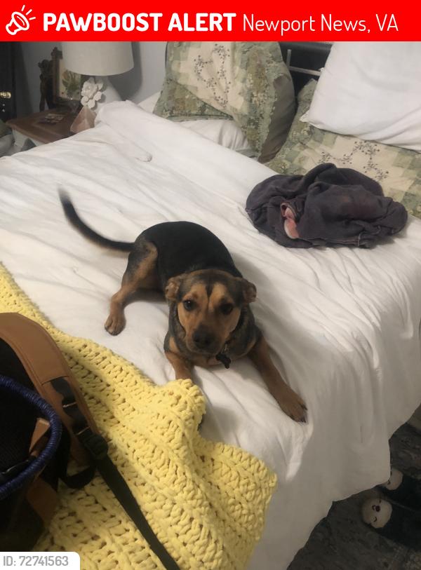 Lost Male Dog last seen Beachlake Park, Newport News, VA 23601