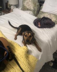 Lost Male Dog last seen Beachlake Park, Newport News, VA 23601