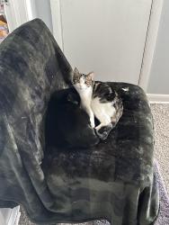 Lost Female Cat last seen W. 1st St, Ankeny, IA 50023