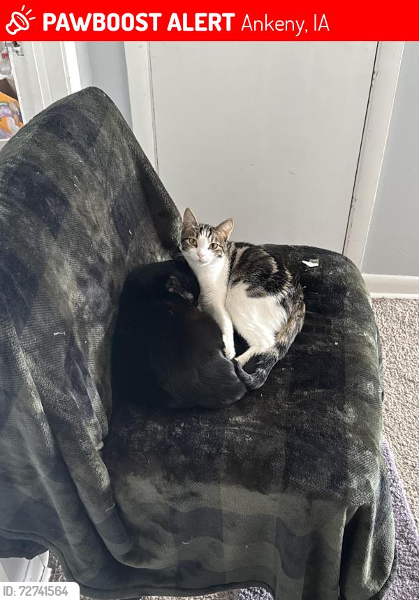 Lost Female Cat last seen W. 1st St, Ankeny, IA 50023
