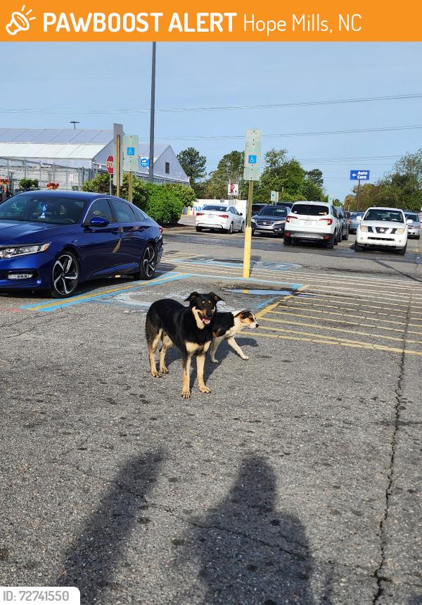 Found/Stray Unknown Dog last seen Near N Main St, Hope Mills, NC 28348, Hope Mills, NC 28348