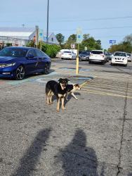 Found/Stray Unknown Dog last seen Near N Main St, Hope Mills, NC 28348, Hope Mills, NC 28348