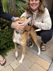 Found/Stray Male Dog last seen emerald coast scuba , Destin, FL 32541